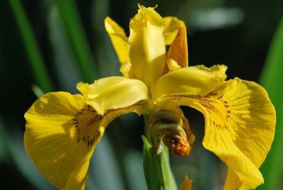 Iris pseudacorus - žlutý kosatec - květ